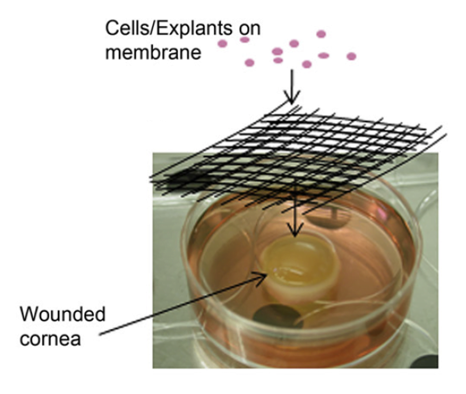 Cornea-study-Experimental-design