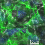 Hepg2-21-days-with-fibres
